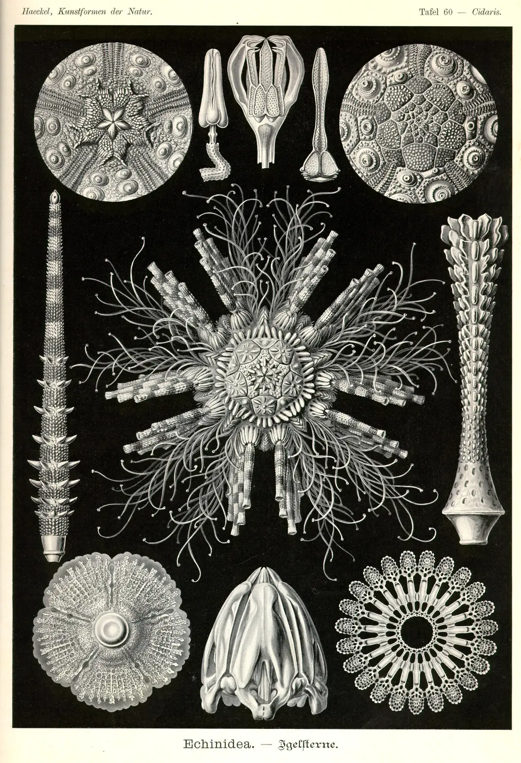 laminas