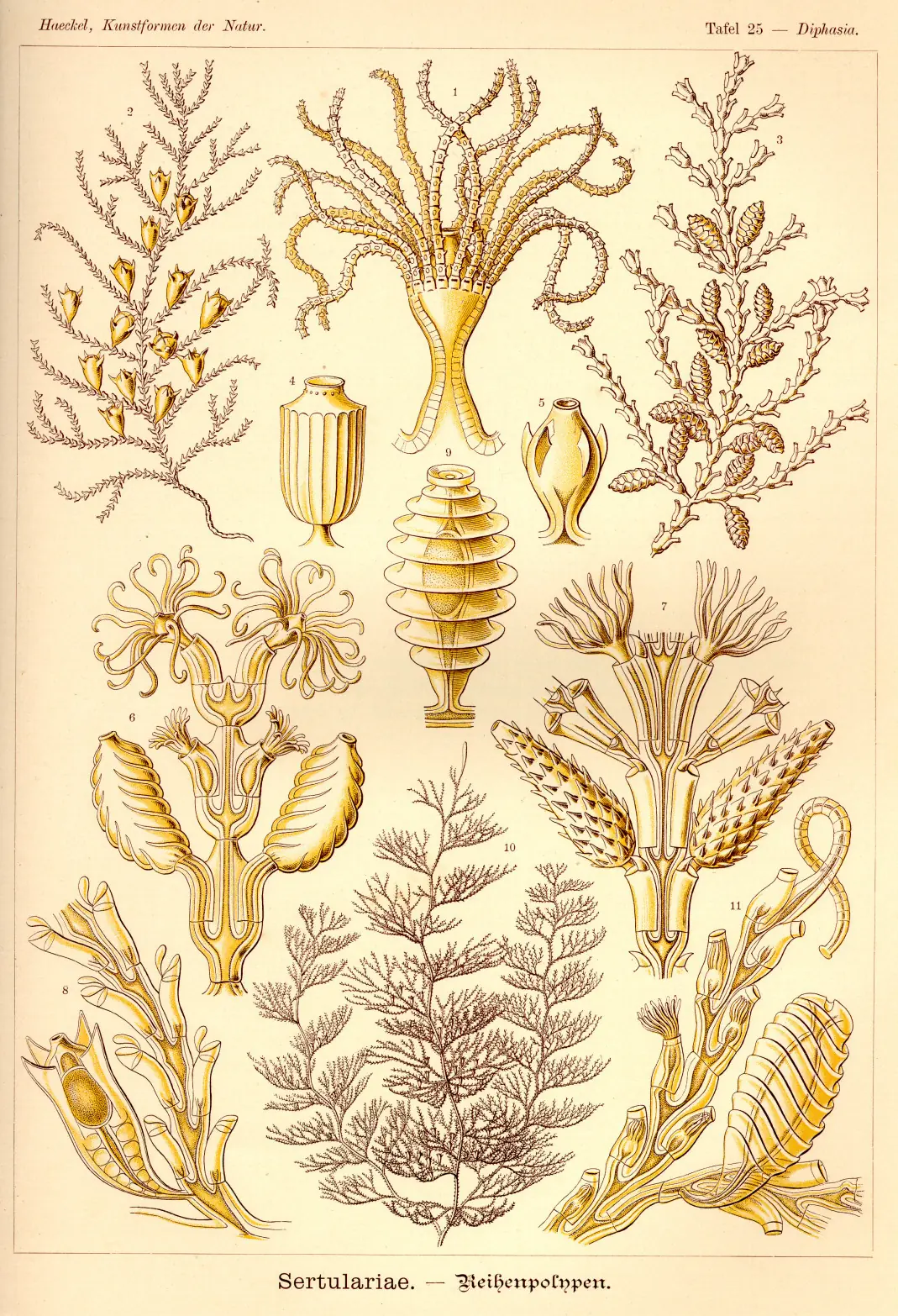 laminas