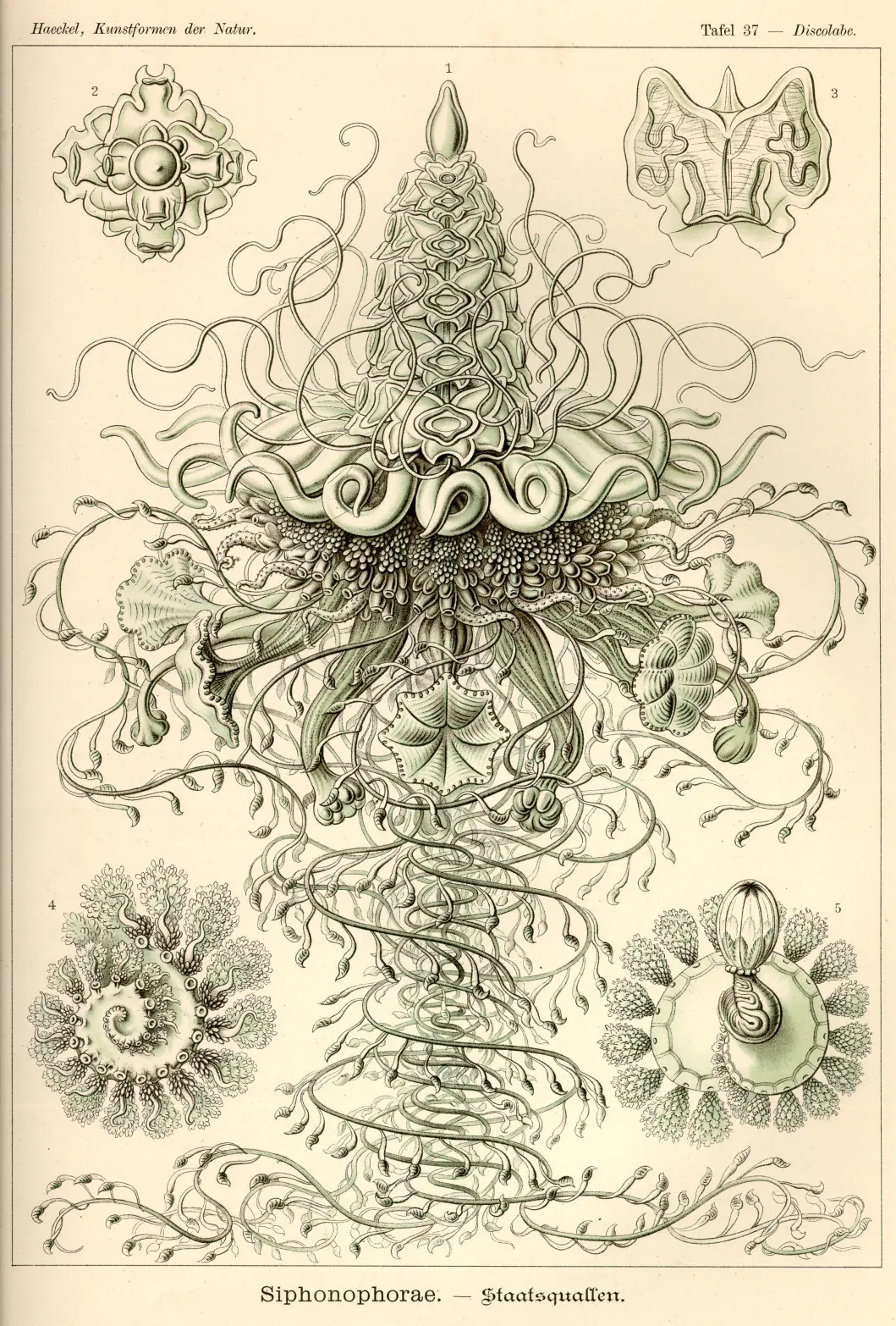 antiguas