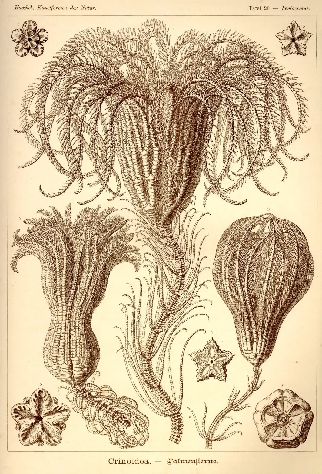 laminas