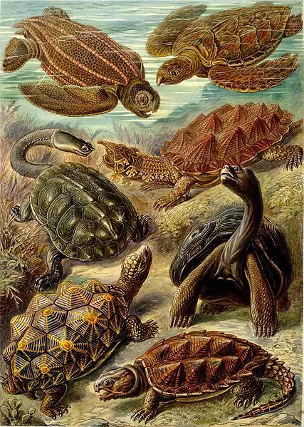 dibujos