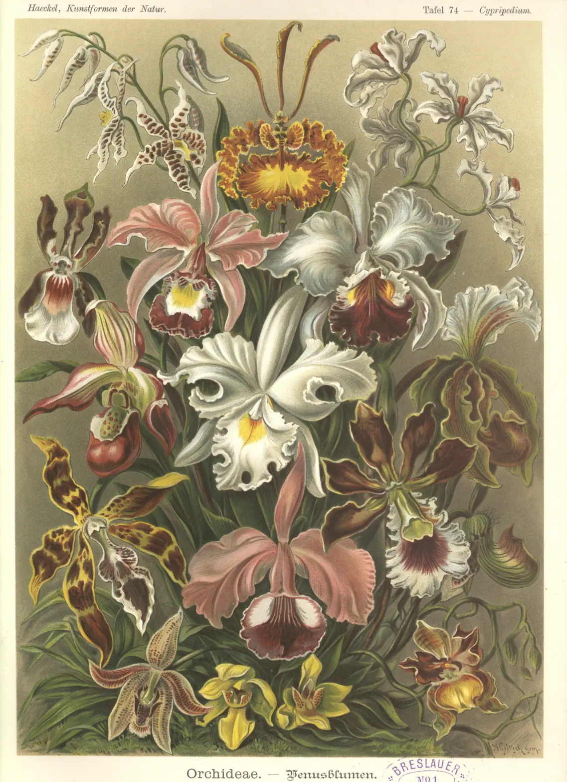 laminas