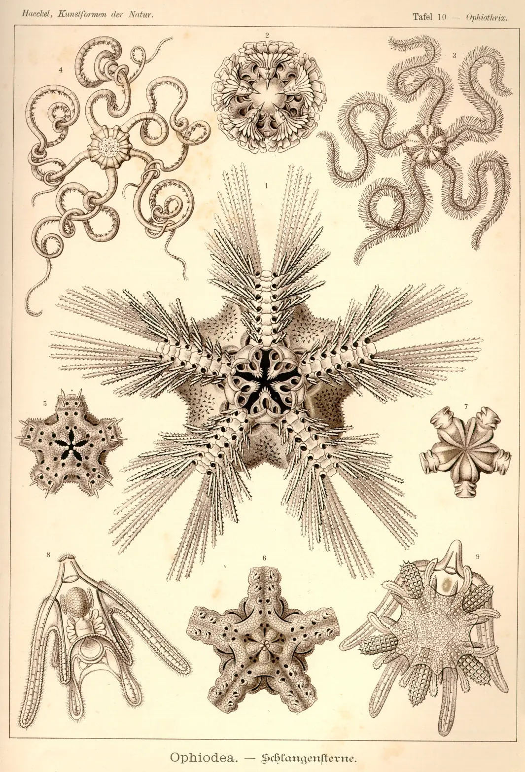 laminas