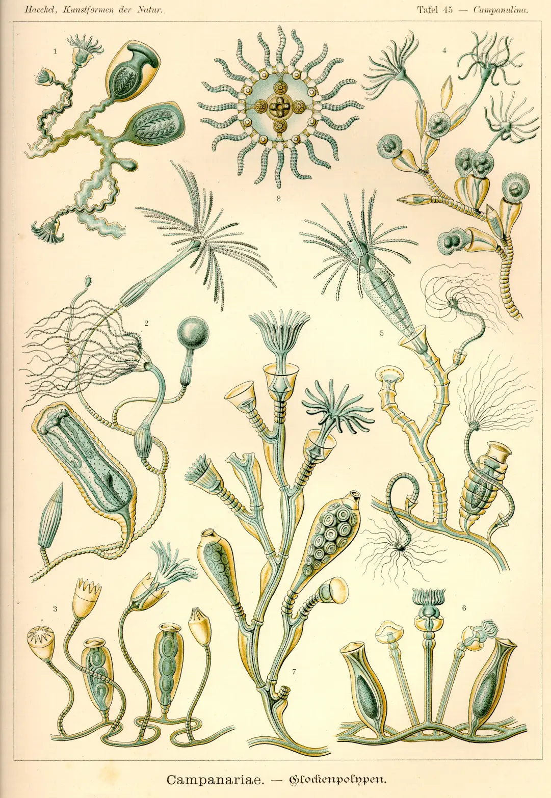 laminas