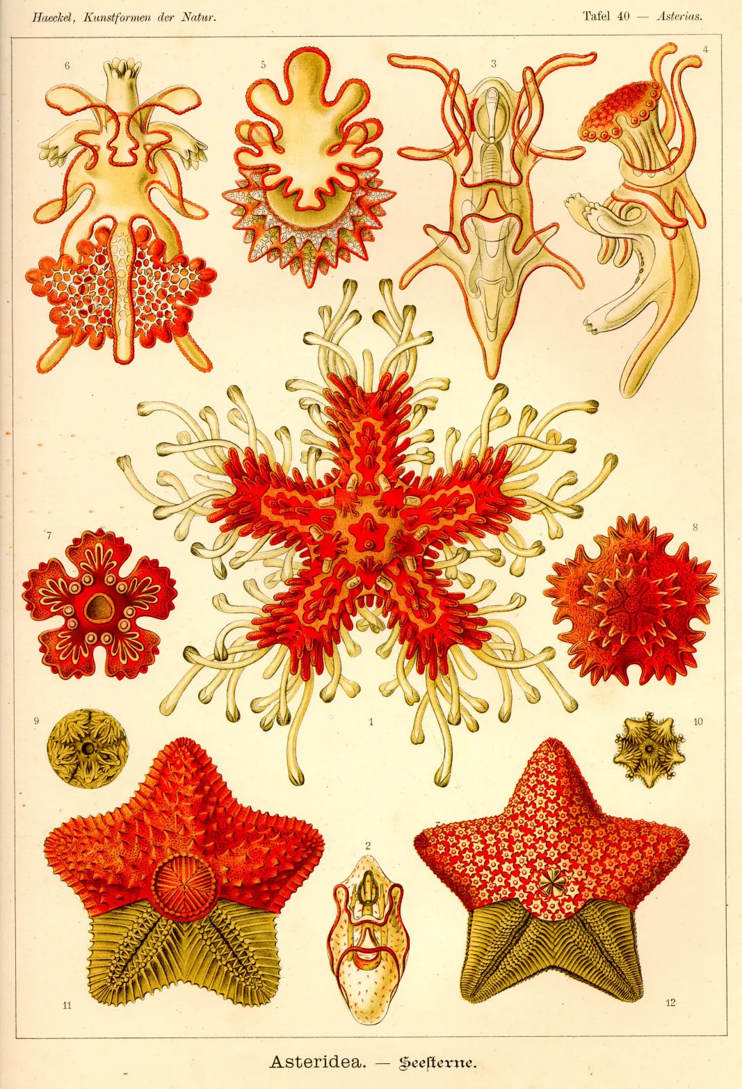 laminas