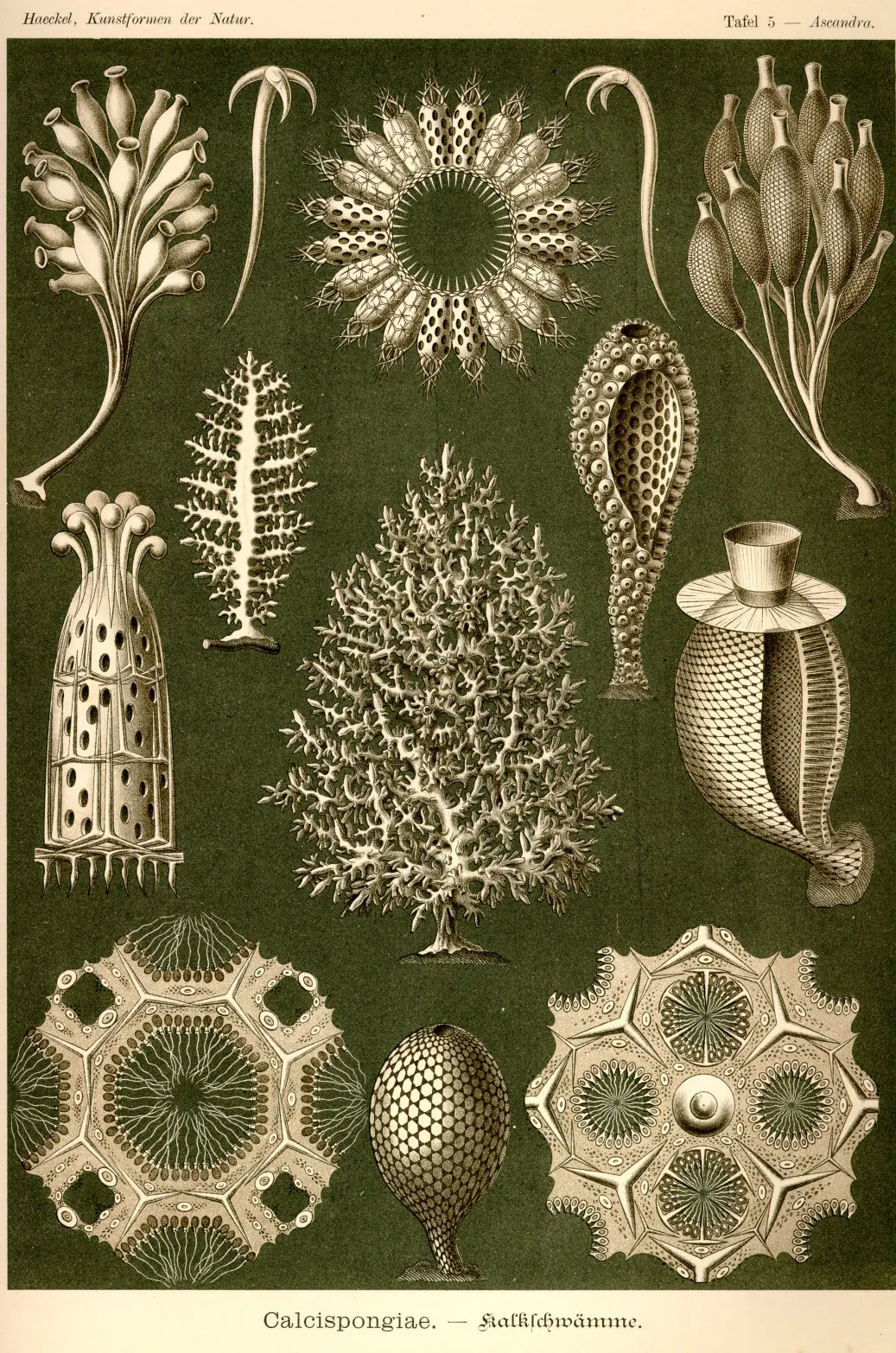 laminas