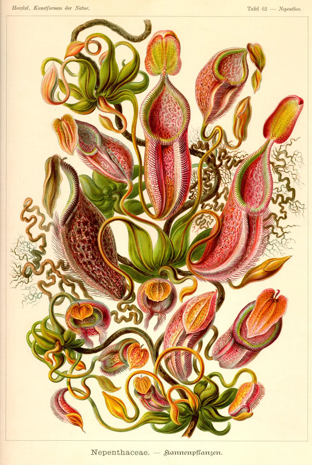 antiguas