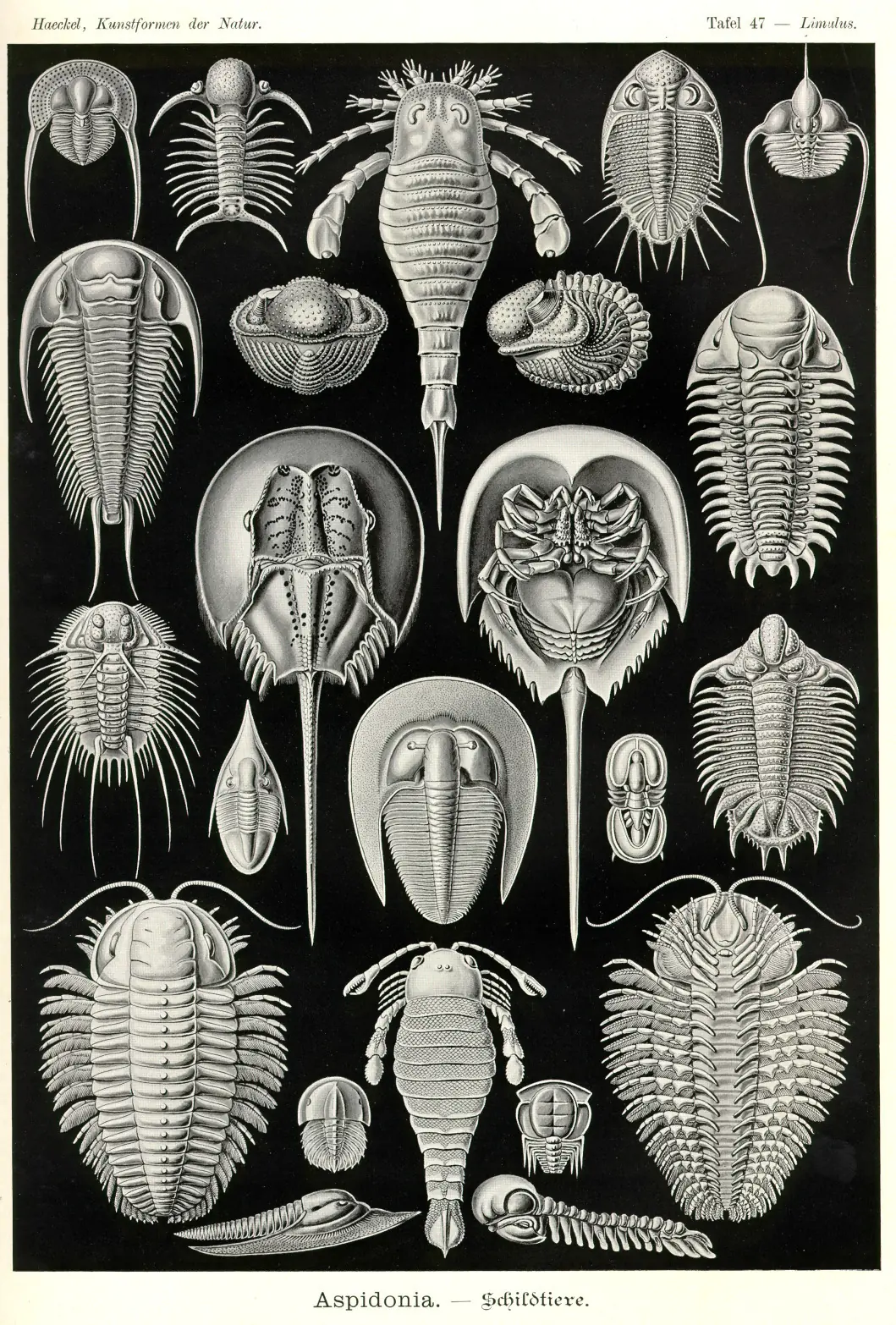 antiguas