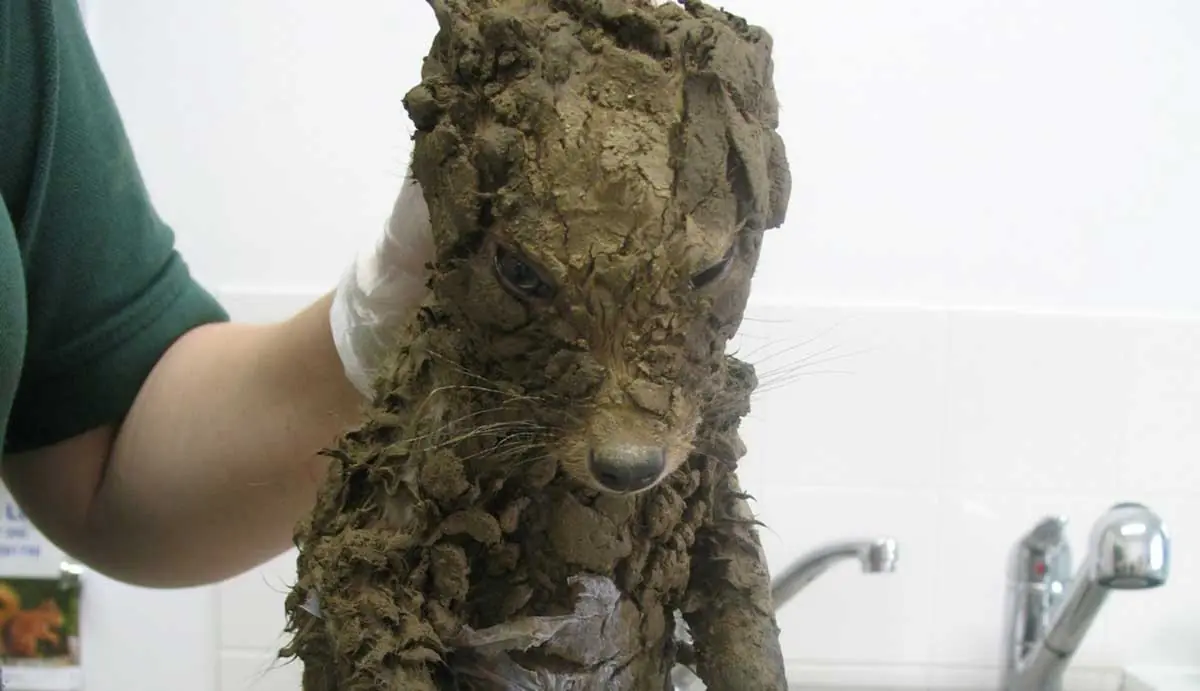 encontraron pequeño zorro cubierto de una gruesa capa d lodo