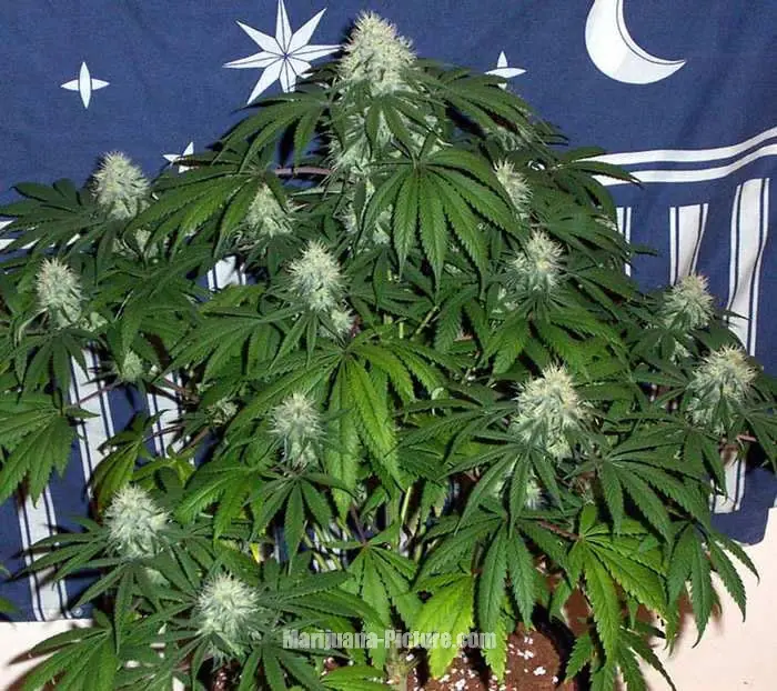 ¿Por qué la marihuana hace lo que hace?