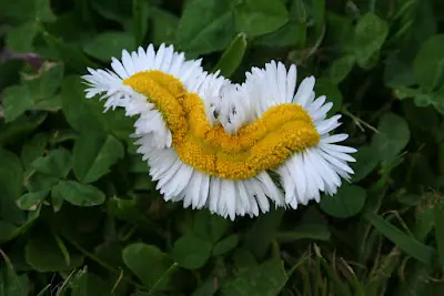 como el culo de tu vieja