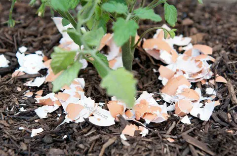 tips de jardineria