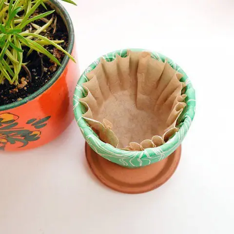 plantas