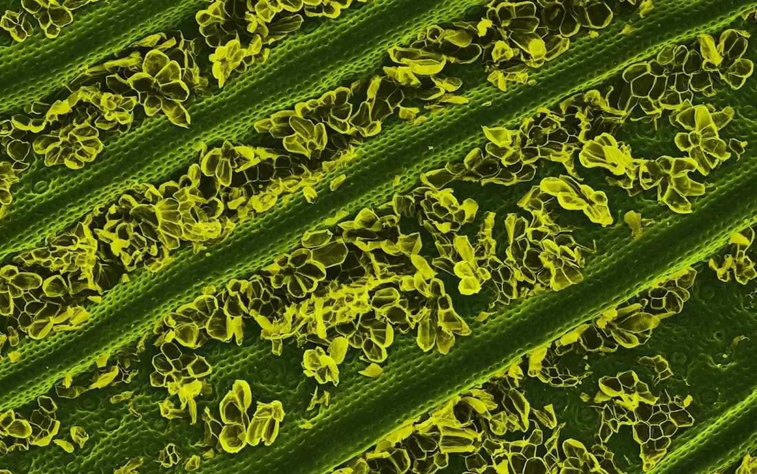 El mundo visto bajo el microscopio parece ciencia-ficción