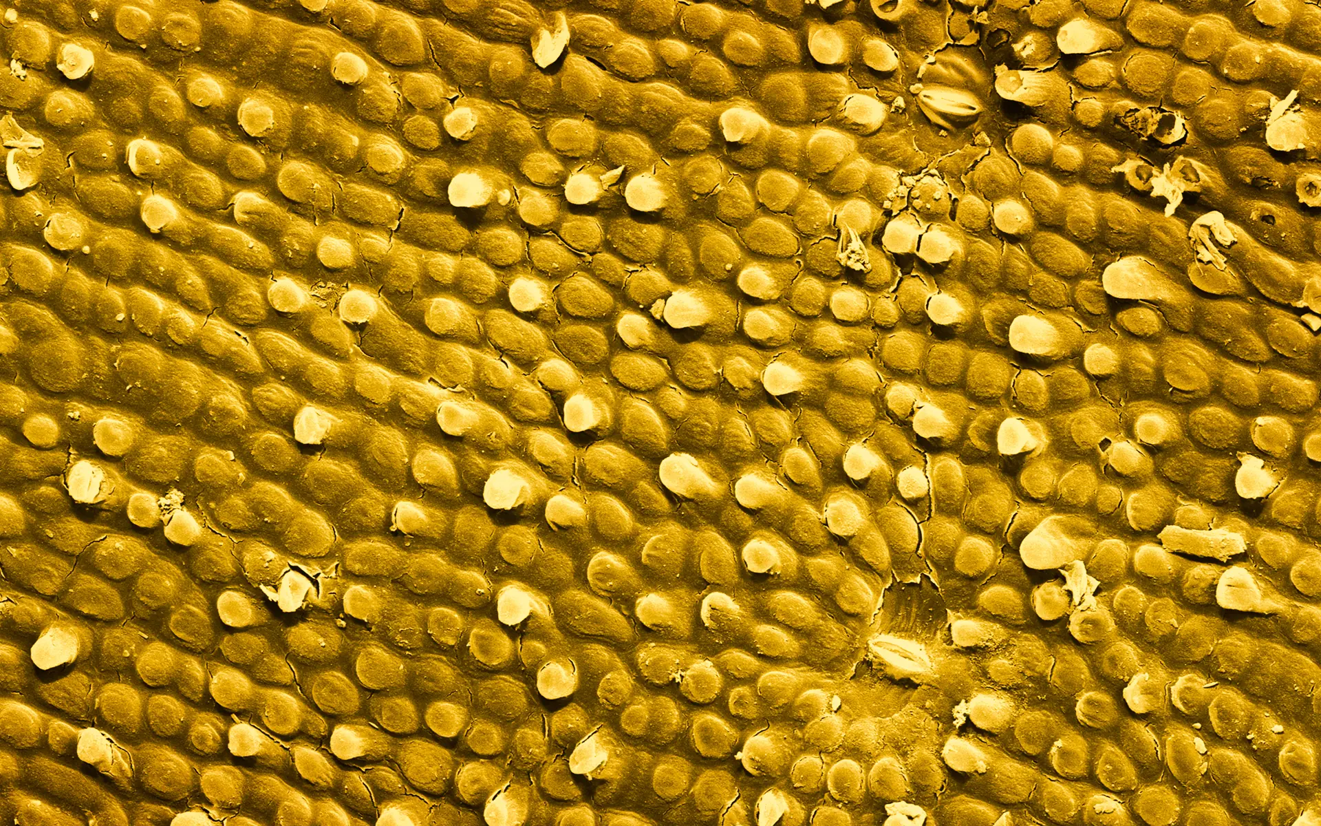 El mundo visto bajo el microscopio parece ciencia-ficción