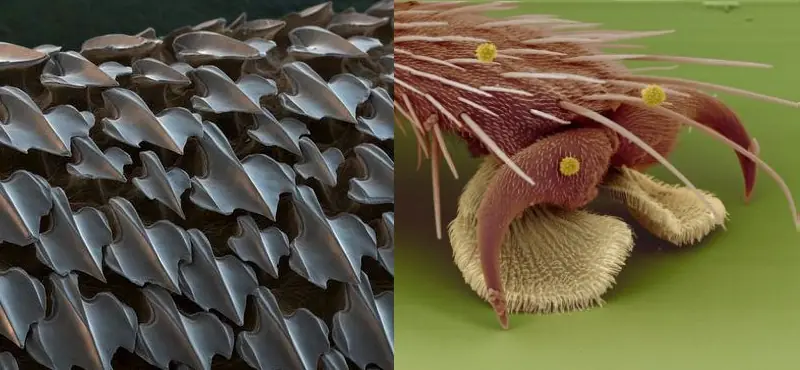 micrsocopio