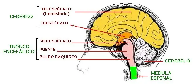 machete