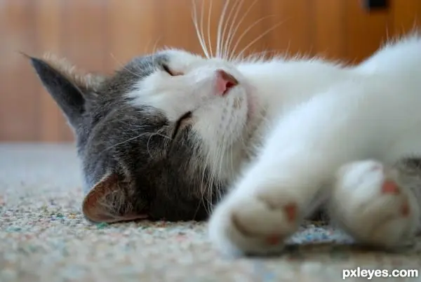 los gatos siempre duermen