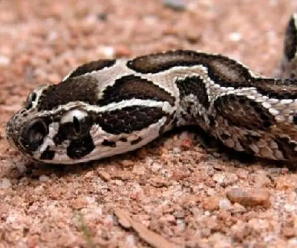 vibora