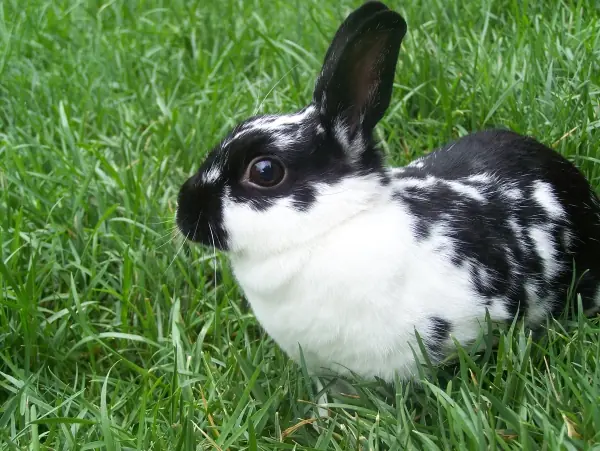 conejos