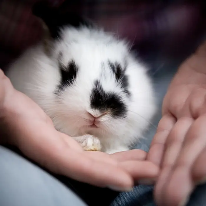 conejos