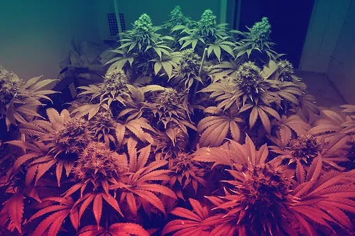 Drogas que pueden remplazar ciertos medicamentos