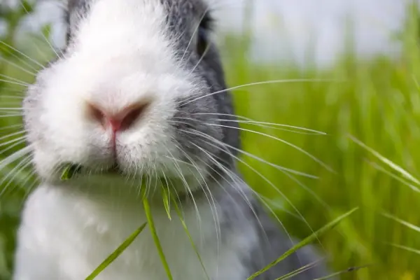 Animales