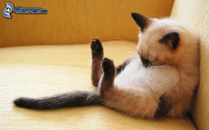 ¿Por qué los gatos duermen tanto?