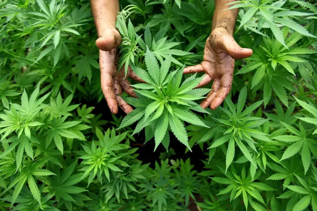 medicamentos