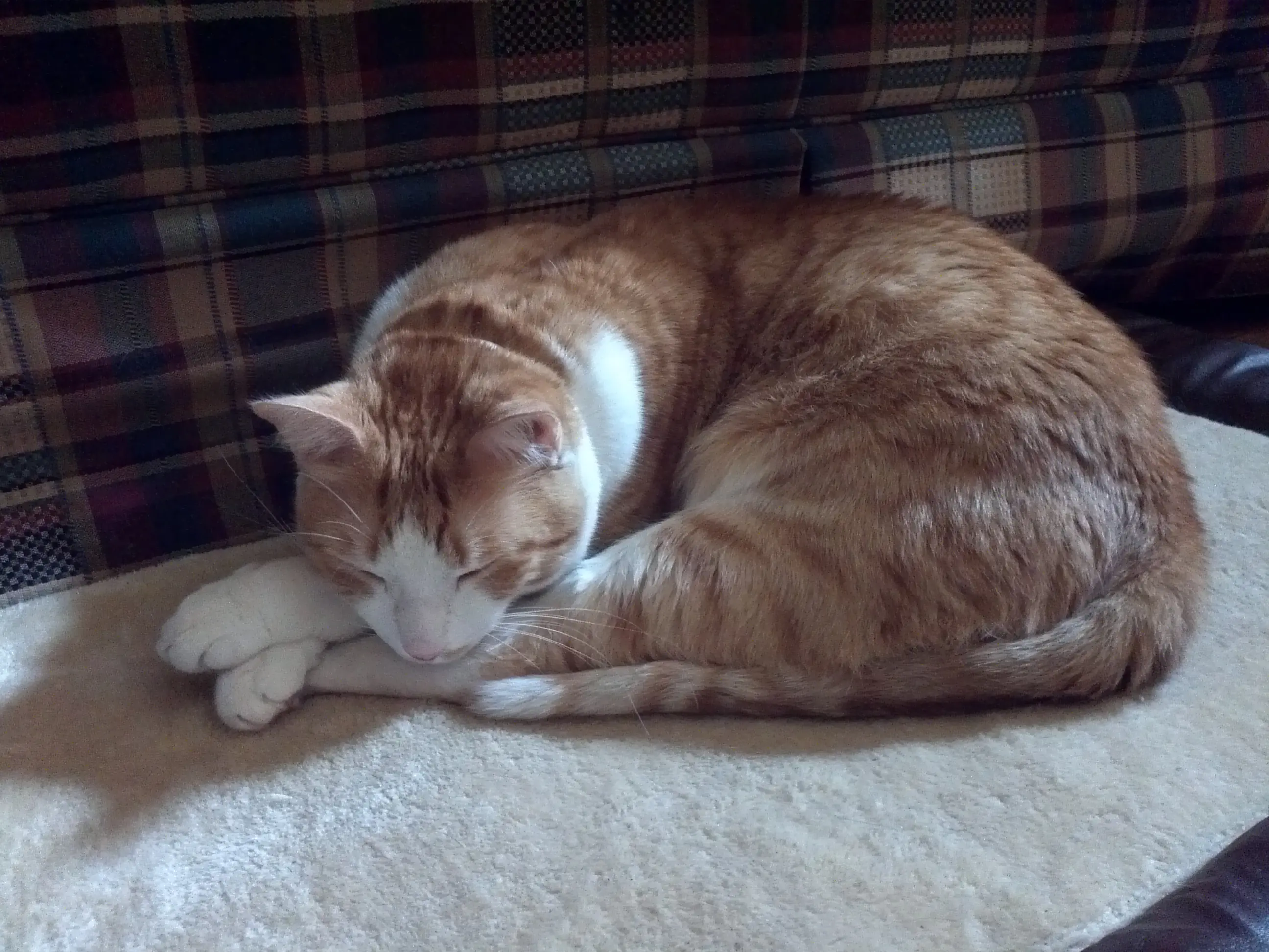 ¿Por qué los gatos duermen tanto?