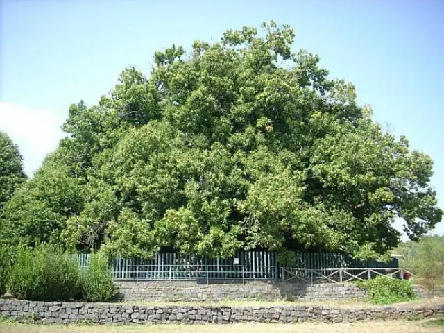 arboles de mas de 4000 anos