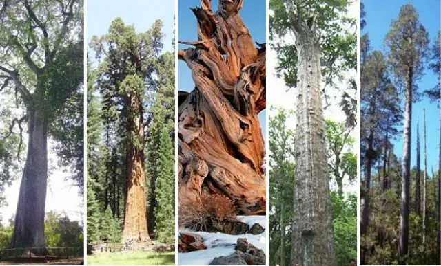 Los 9 árboles más viejos del mundo ¡Reliquias Vivientes!