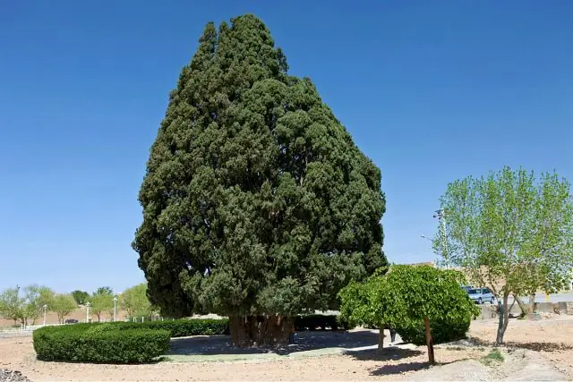 Arboles mas antiguos