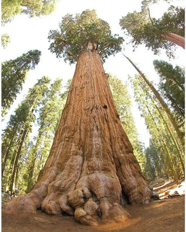 arboles del mundo mas antiguios