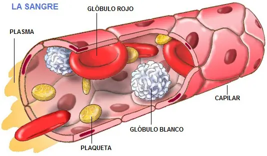 fruta