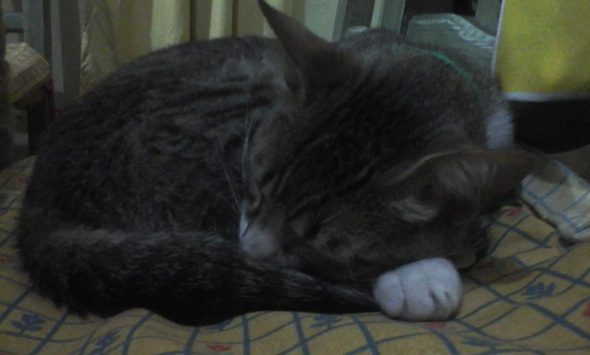Lince