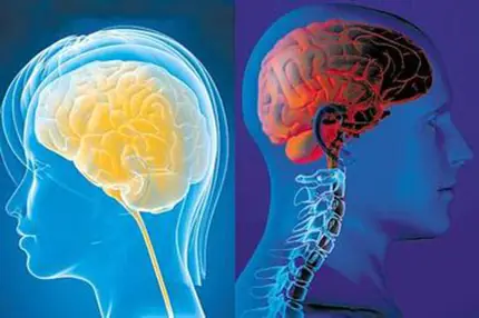 Sabías esto del cerebro humano ?