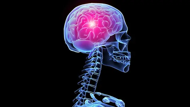 Sabías esto del cerebro humano ?