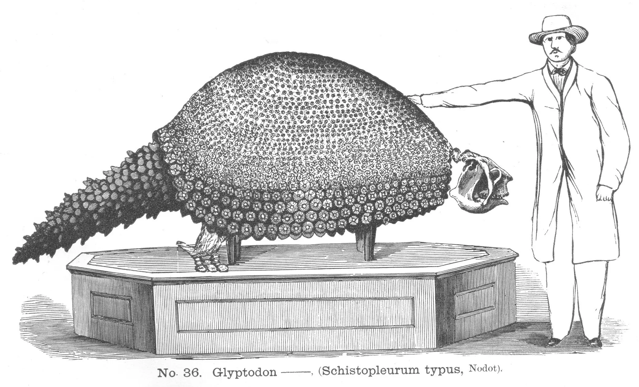 Top 10 Mamíferos prehistóricos