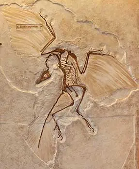 7 animales considerados primeros en la evolucion de su grupo