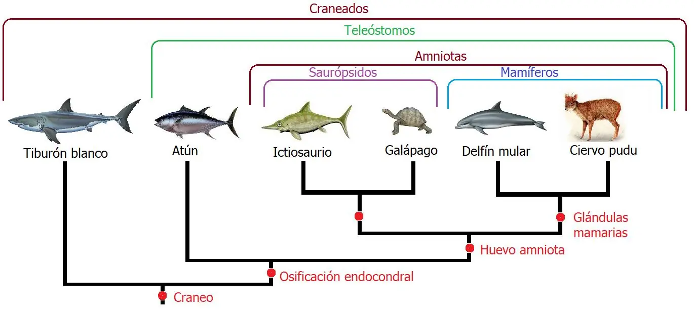 Por esto los buitres pueden devorar cadaveres