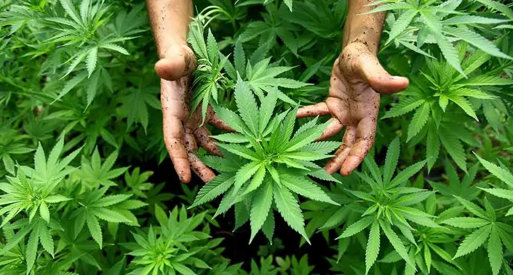 "El cannabis me ha cambiado la vida"