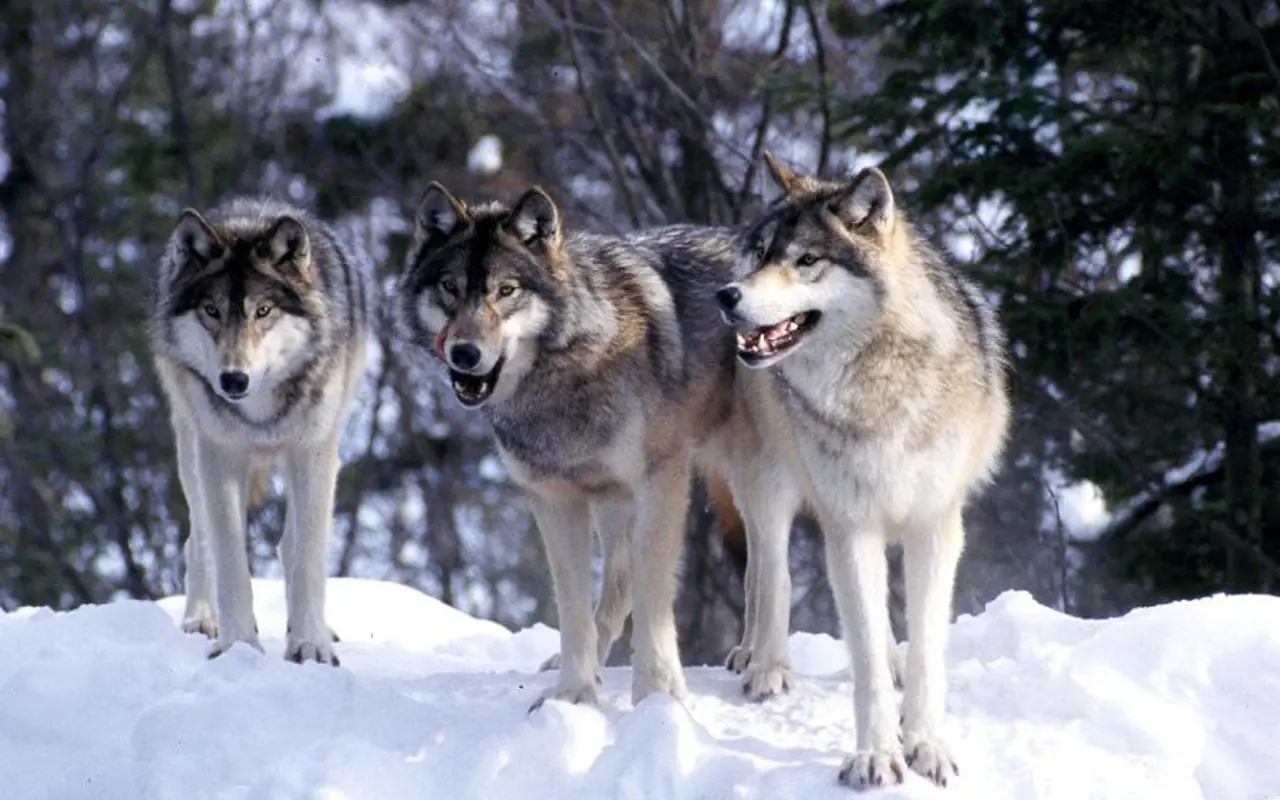 animales