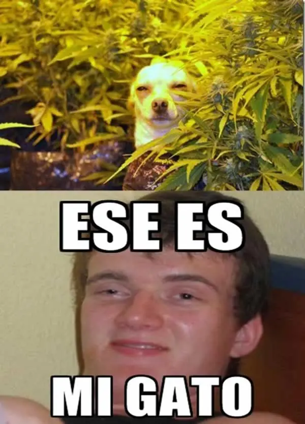 Comidas que te Drogan [no lo hagas en casa]
