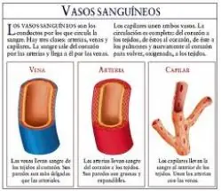 Las curiosidades - Parte 1 (Humanos)
