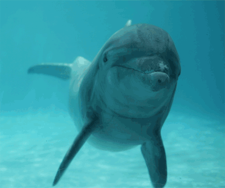 delfines