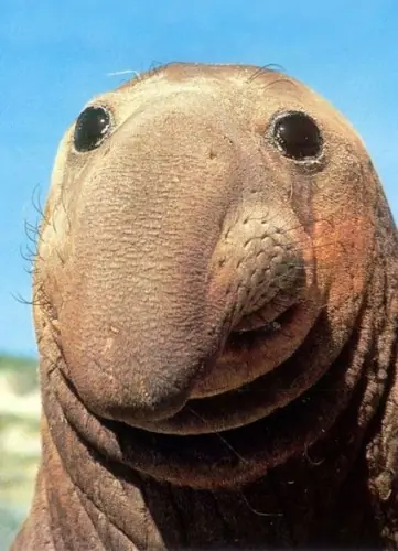 Comico