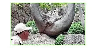 erotico