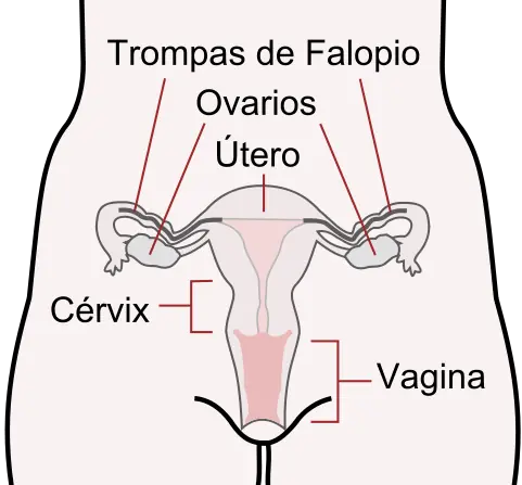 ¿y si hacemos top al utero?
