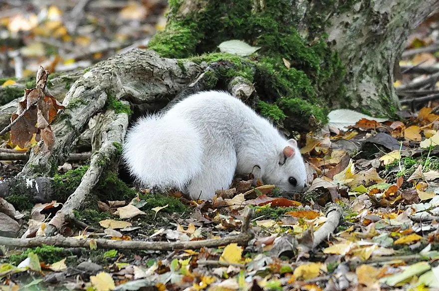 blanca